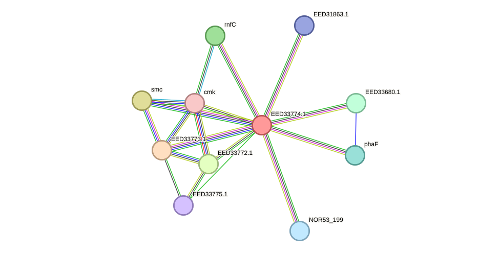 STRING protein interaction network