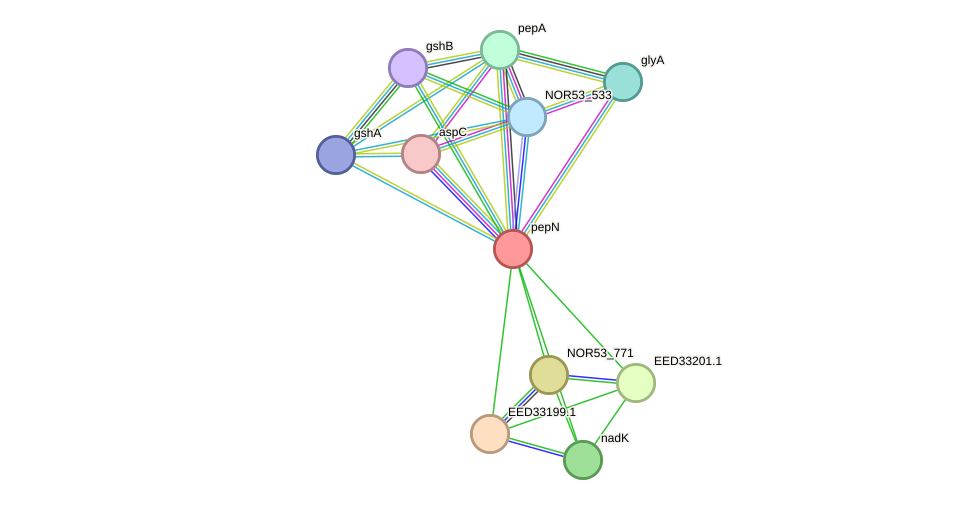 STRING protein interaction network