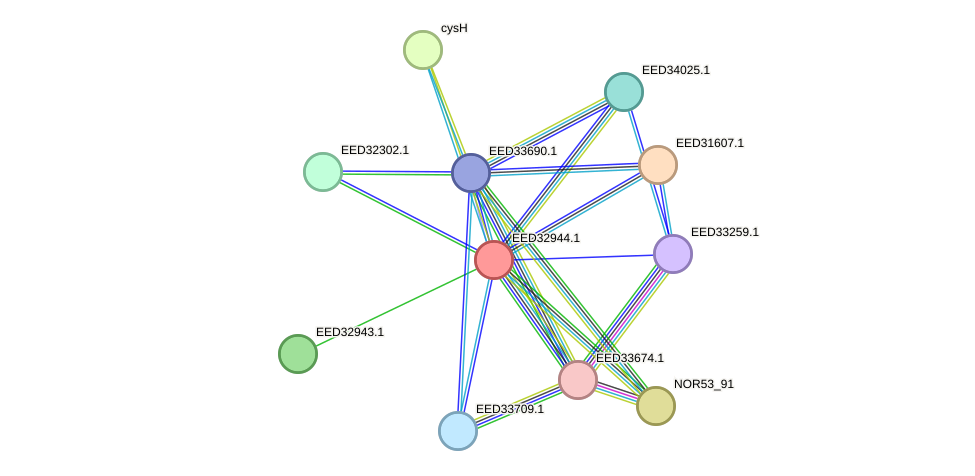 STRING protein interaction network