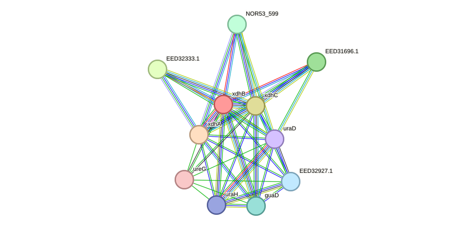 STRING protein interaction network