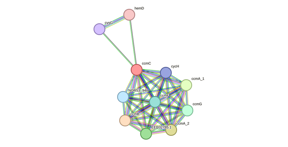 STRING protein interaction network