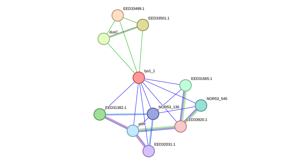 STRING protein interaction network