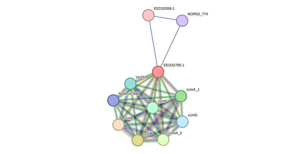 STRING protein interaction network