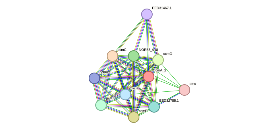 STRING protein interaction network