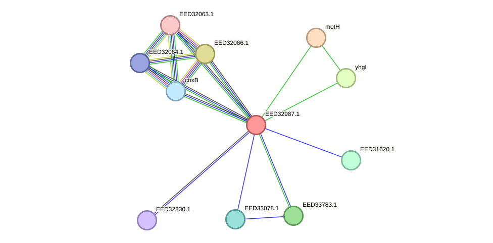 STRING protein interaction network