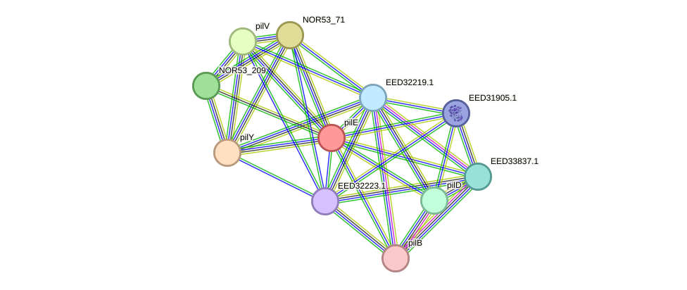 STRING protein interaction network