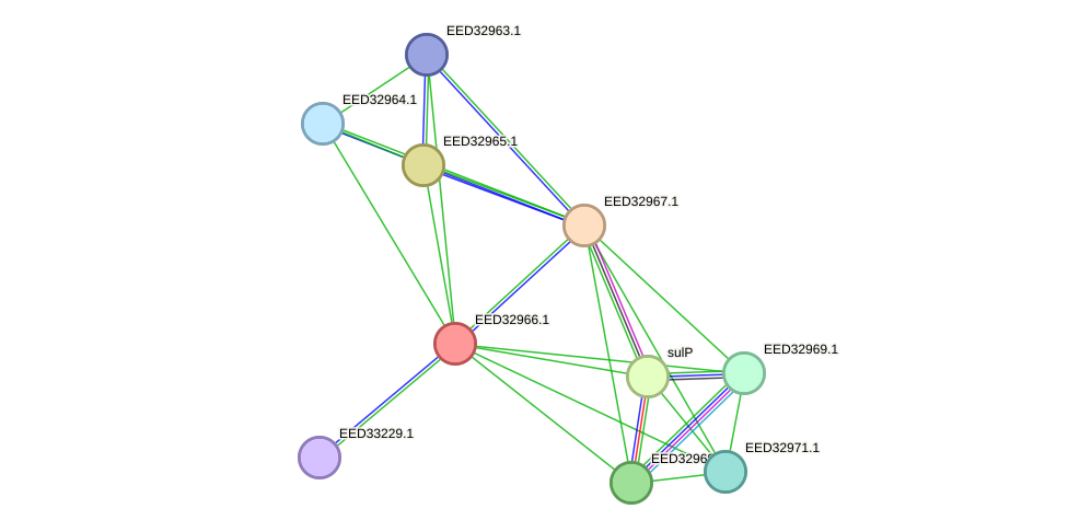 STRING protein interaction network