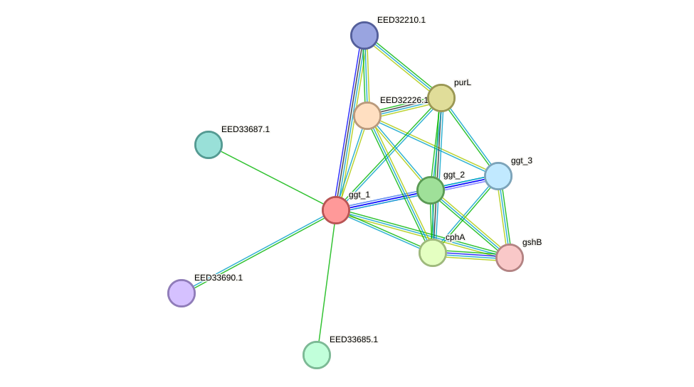 STRING protein interaction network