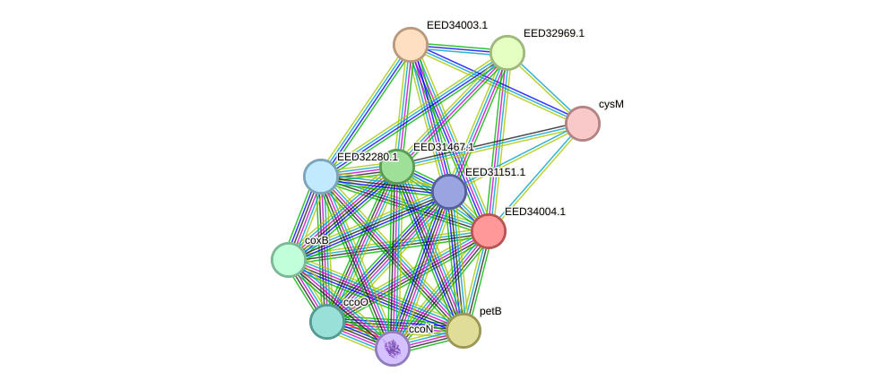 STRING protein interaction network