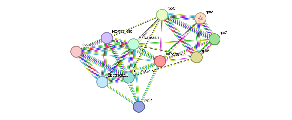 STRING protein interaction network