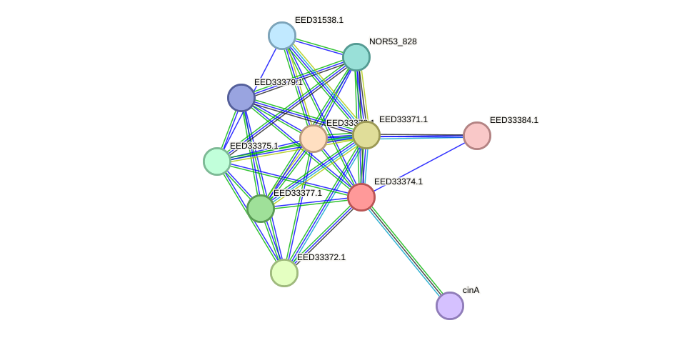 STRING protein interaction network