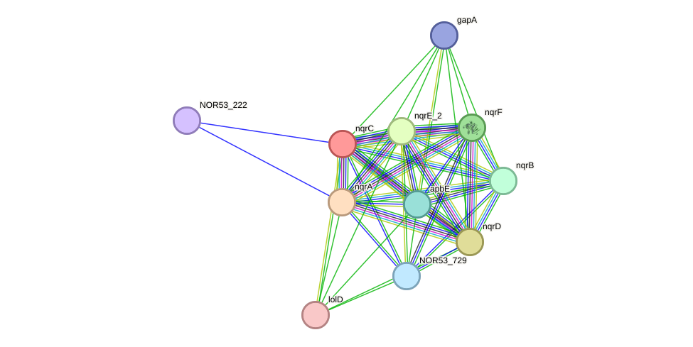 STRING protein interaction network