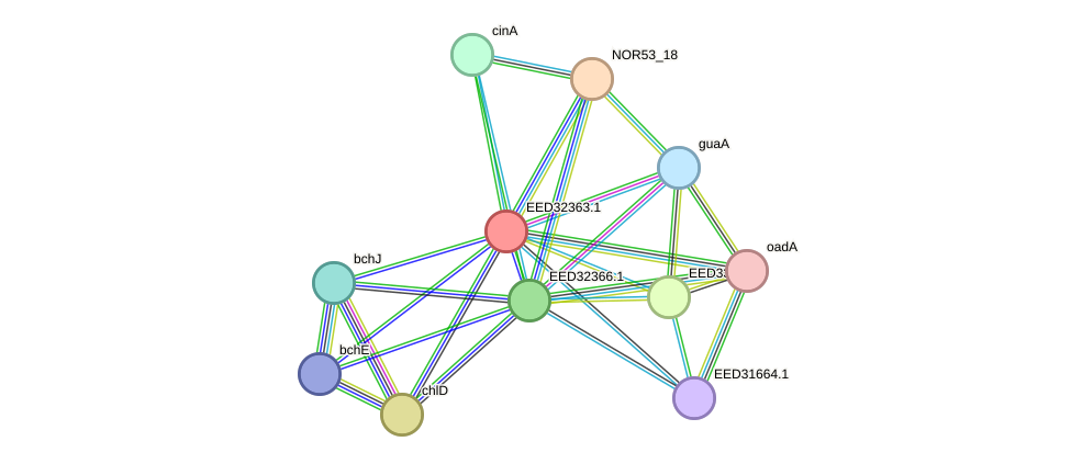 STRING protein interaction network