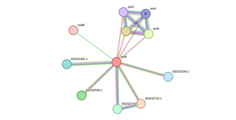 STRING protein interaction network