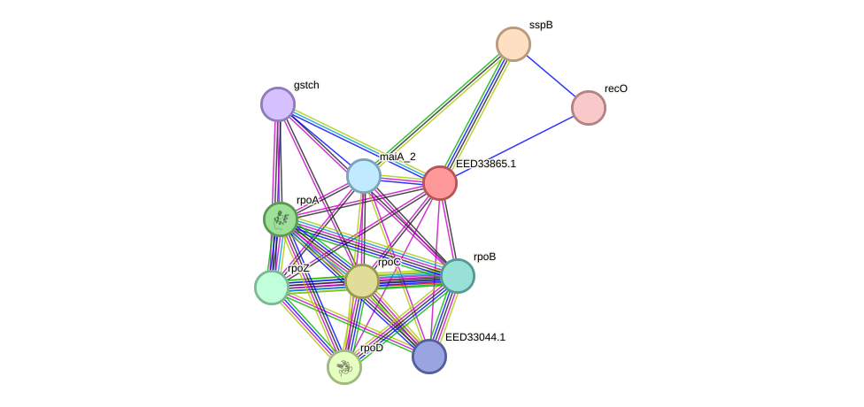 STRING protein interaction network