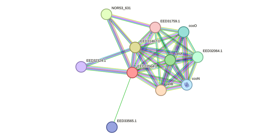 STRING protein interaction network