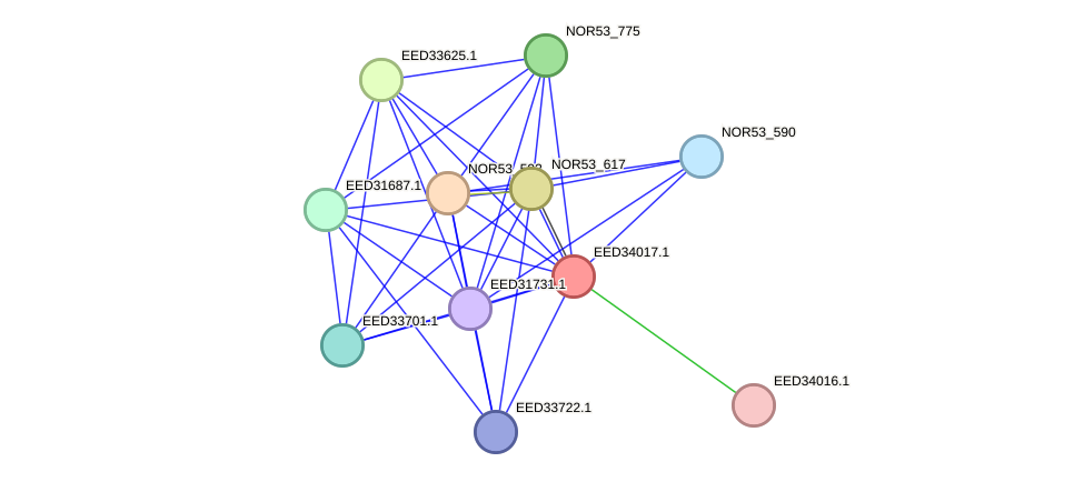 STRING protein interaction network