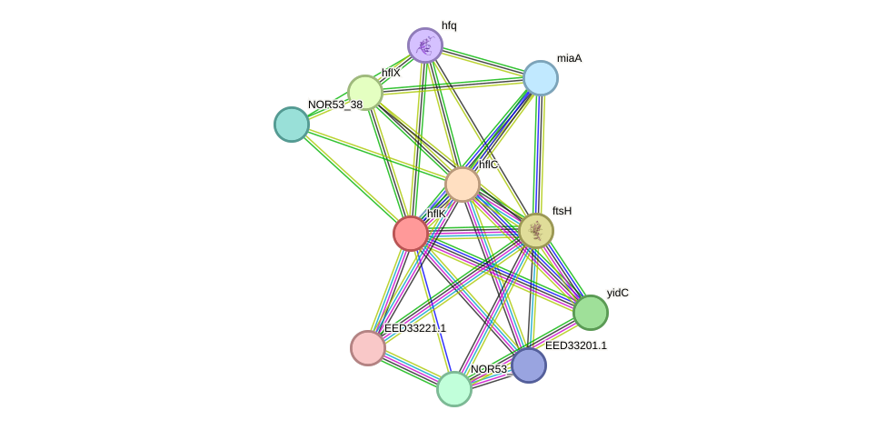 STRING protein interaction network