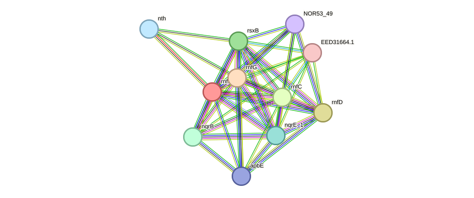 STRING protein interaction network