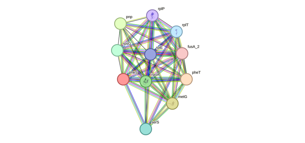 STRING protein interaction network