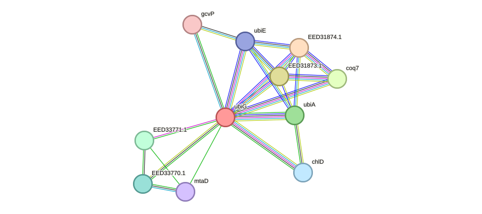 STRING protein interaction network