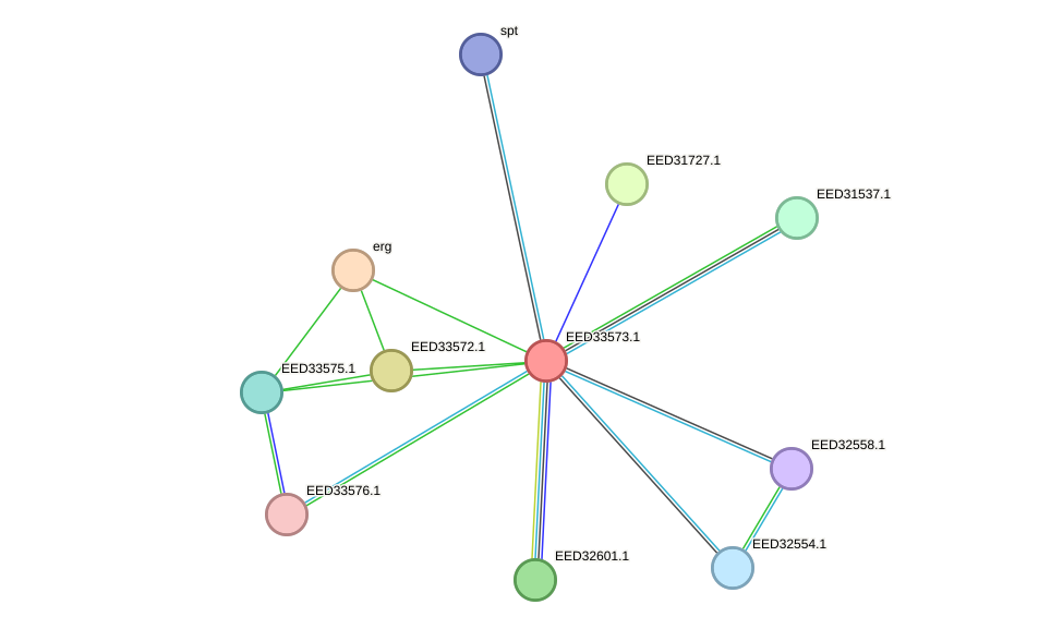 STRING protein interaction network