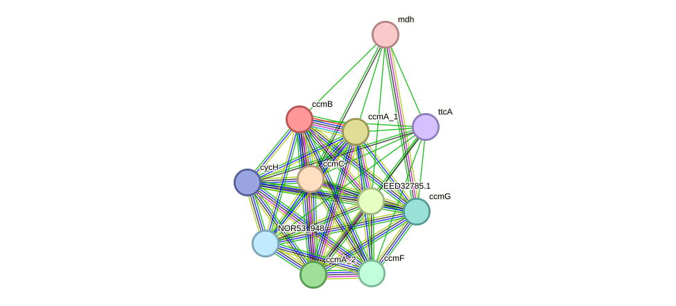 STRING protein interaction network