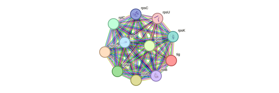 STRING protein interaction network