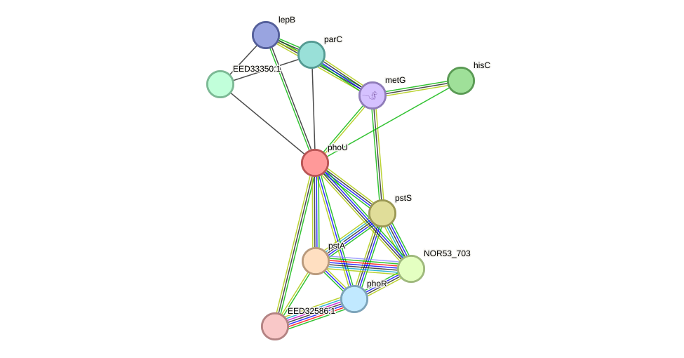 STRING protein interaction network