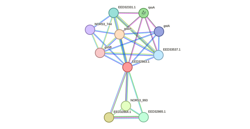 STRING protein interaction network