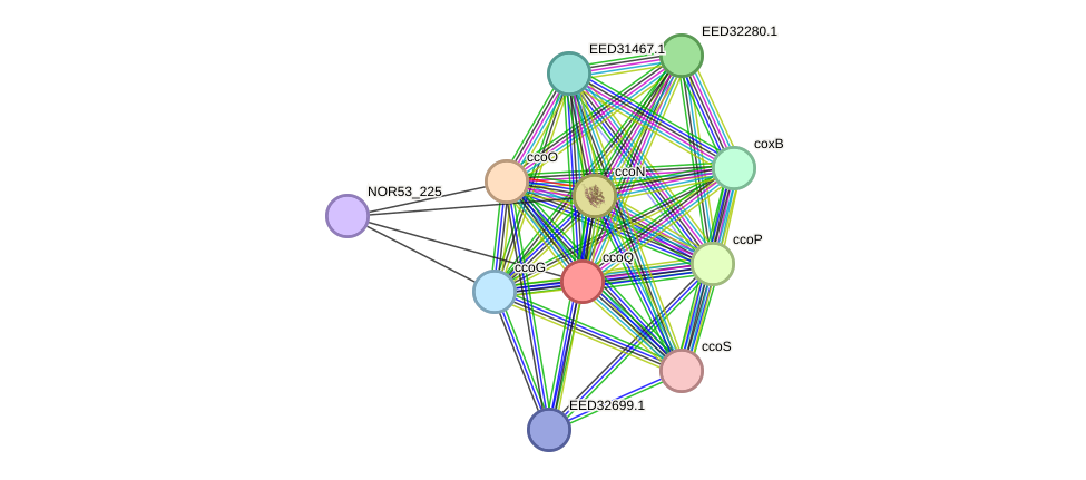 STRING protein interaction network