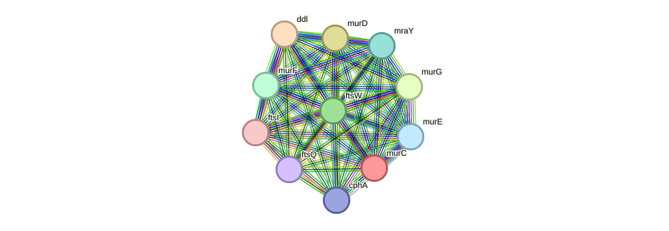 STRING protein interaction network