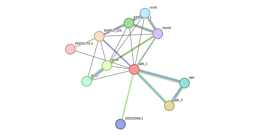 STRING protein interaction network