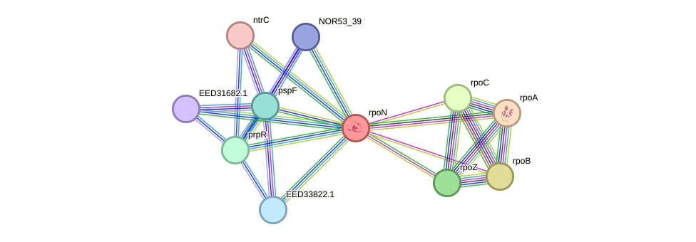 STRING protein interaction network