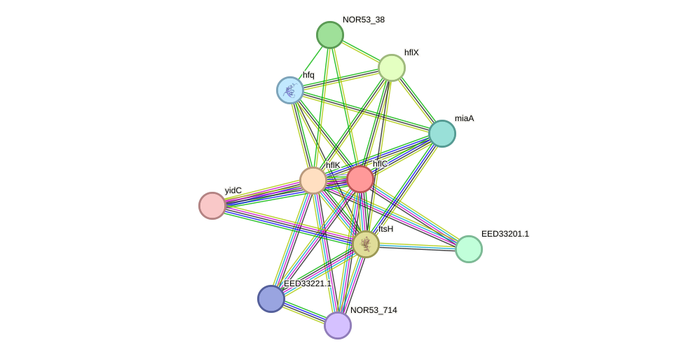 STRING protein interaction network