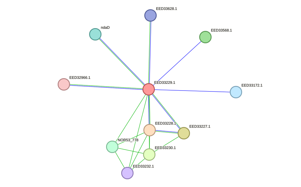 STRING protein interaction network