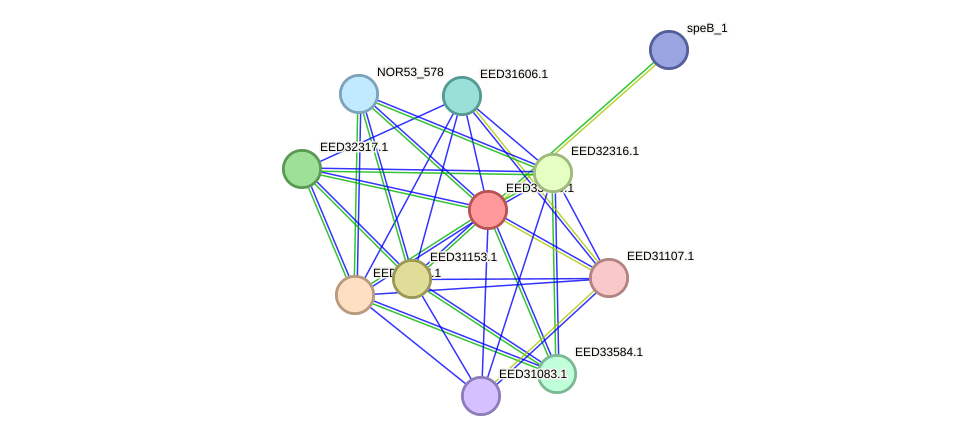 STRING protein interaction network