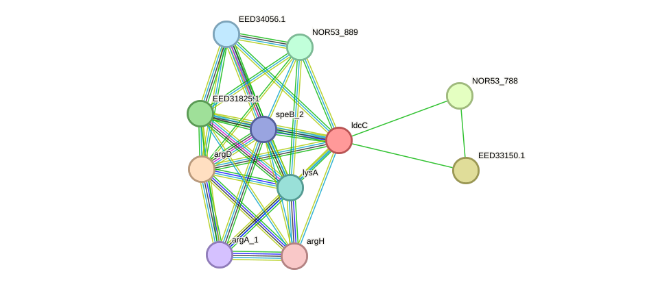 STRING protein interaction network