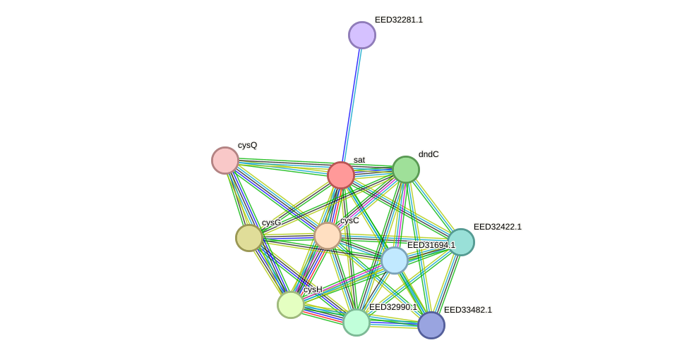 STRING protein interaction network