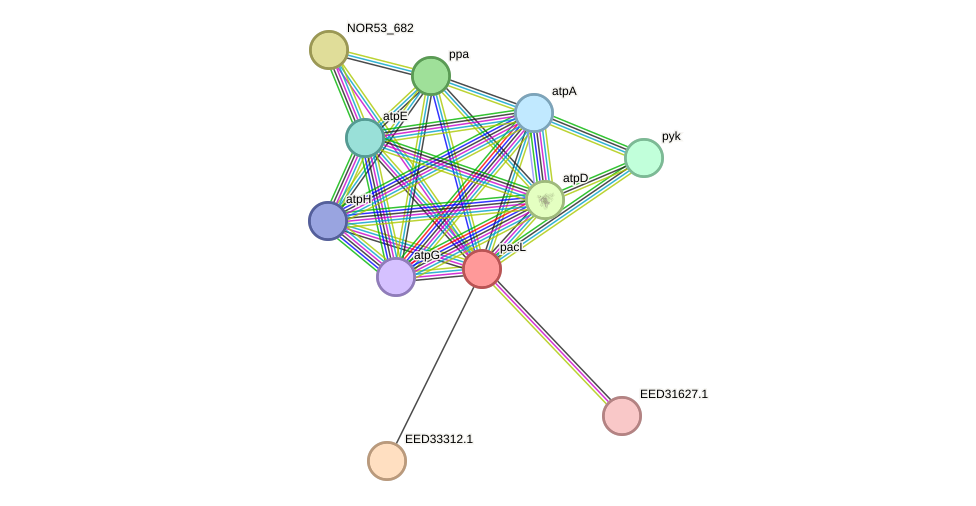 STRING protein interaction network