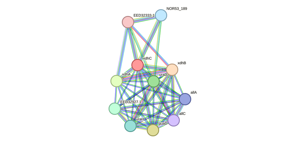 STRING protein interaction network