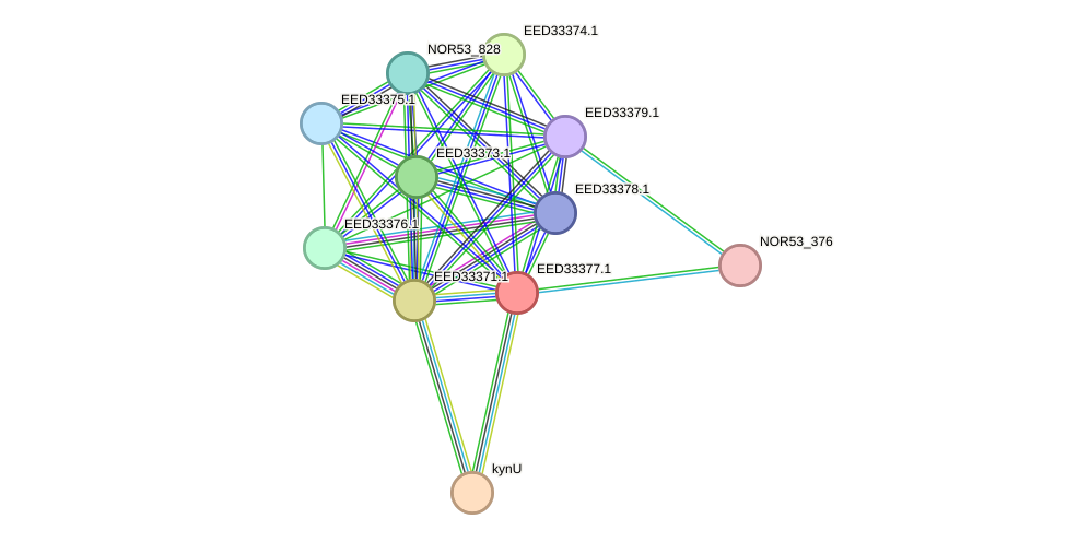 STRING protein interaction network