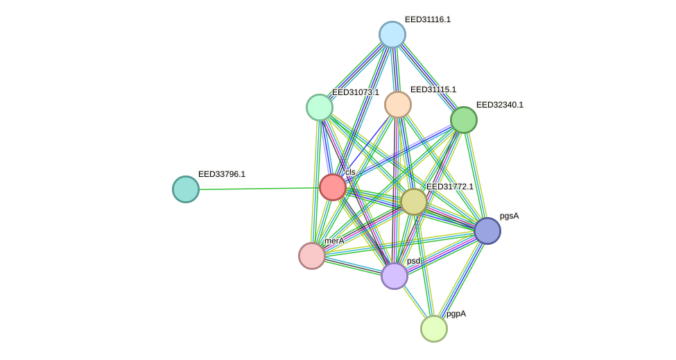 STRING protein interaction network