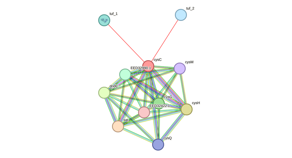 STRING protein interaction network