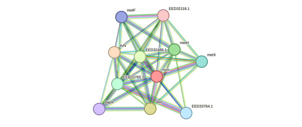 STRING protein interaction network