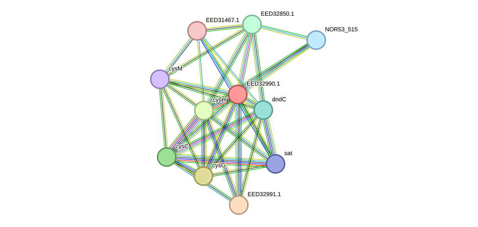STRING protein interaction network