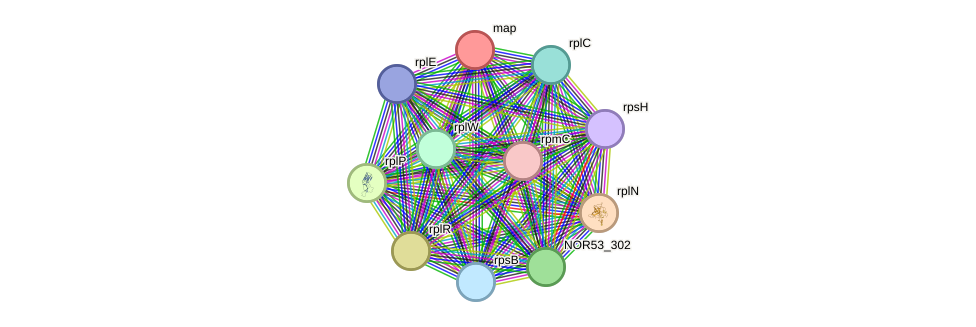 STRING protein interaction network