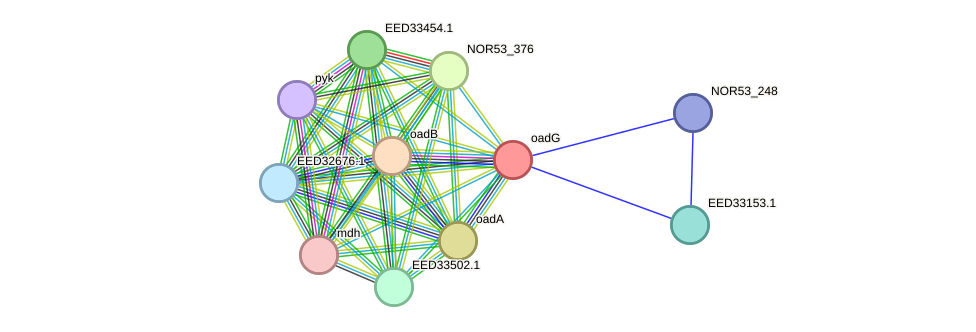 STRING protein interaction network