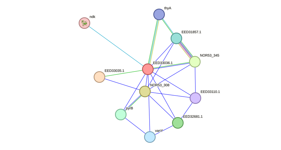 STRING protein interaction network