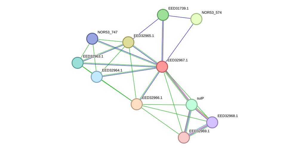 STRING protein interaction network